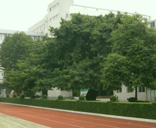 成都石室錦城外國(guó)語(yǔ)學(xué)校地理位置在哪里？