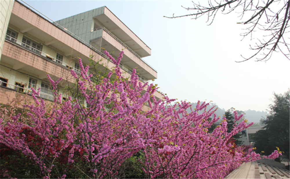 五通橋中學(xué)校園環(huán)境怎么樣？
