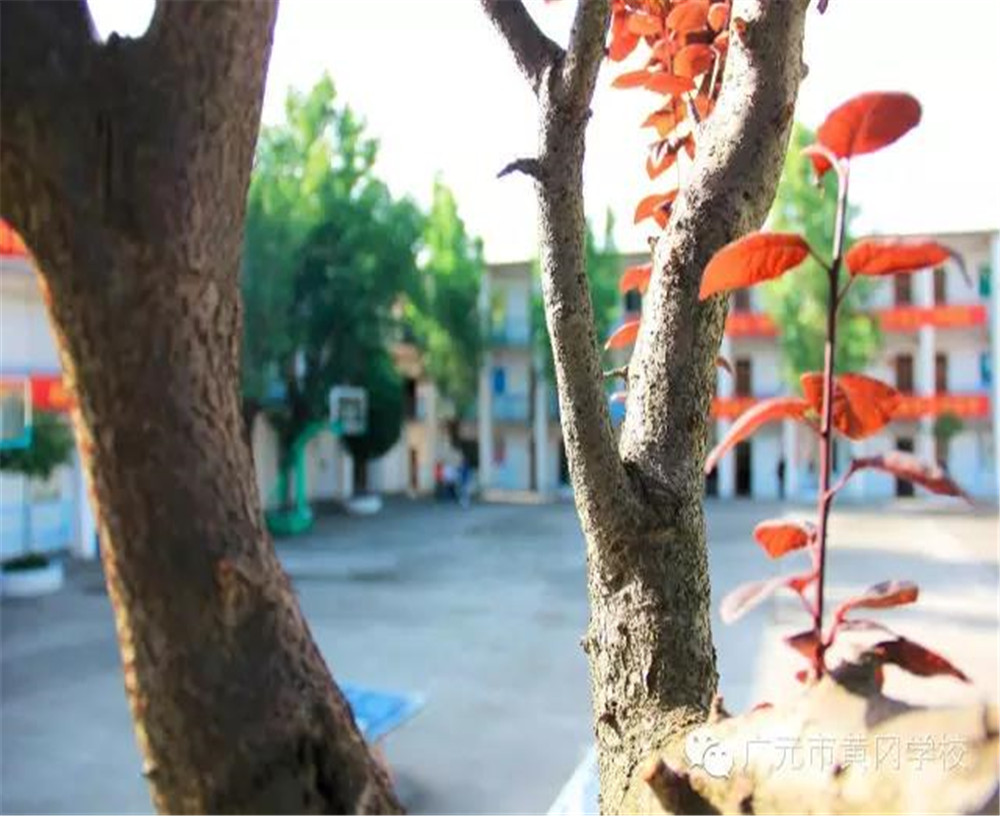廣元市黃岡學(xué)校詳細(xì)地址在什么地方？