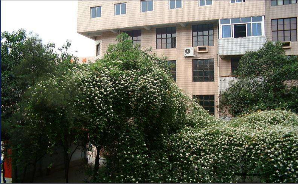 石室聯(lián)合中學蜀華分校2020年招生計劃是多少？