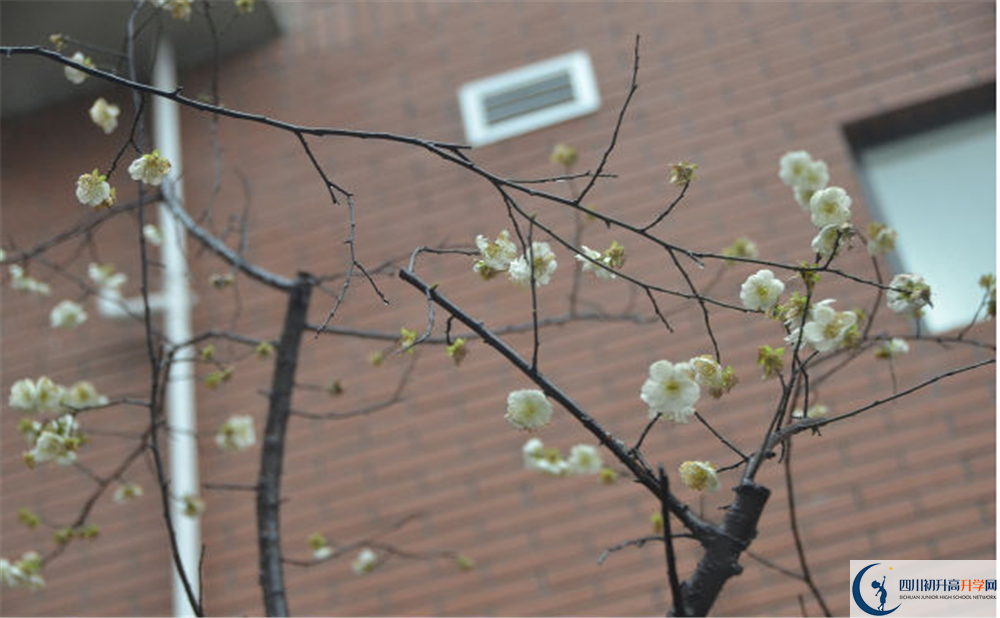 成都樹德中學(xué)光華校區(qū)自主招生中考網(wǎng)上怎么報名？