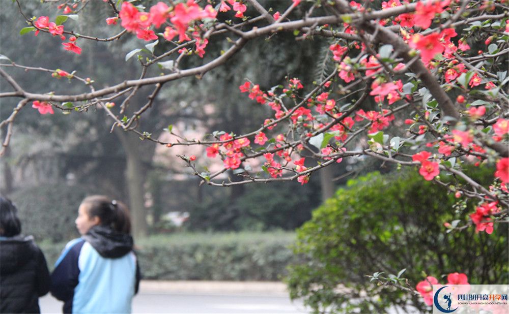 成都36中的地址在哪里？